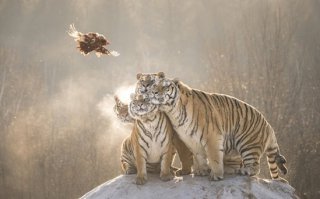 я бы назвала это фото действительно потрясающим, если бы тигры не были слишком жирными для обитателей дикой природы