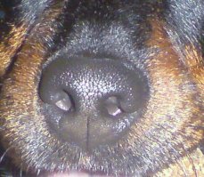 К сожалению, те же собачники знают, что носы бывают и сухие и горячие (не дай Бог). Вот моя носяра! :)