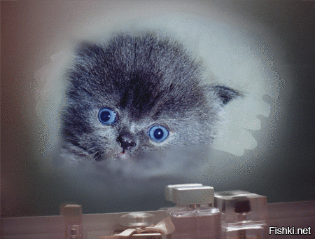 Из солянки от 26.02.2016