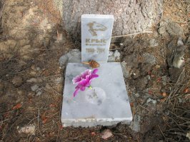 Это же Элджернон!