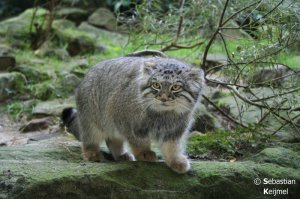 Чё это вдруг уродливые ухи? Хорошие такие ништячные ухи.