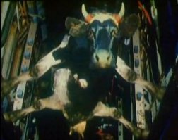 Подборка демотиваторов, которые поднимут вам настроение!