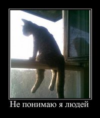 Коты-флористы