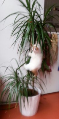 Коты-флористы