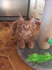 А вот мой ребёночек. 3 месяца. Обожаю Кунов !!!!