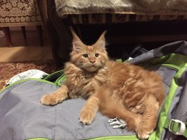 А вот мой ребёночек. 3 месяца. Обожаю Кунов !!!!