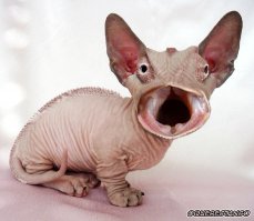 Необычные кошки