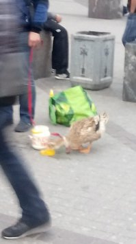 гусь на привязи в центе Питера
