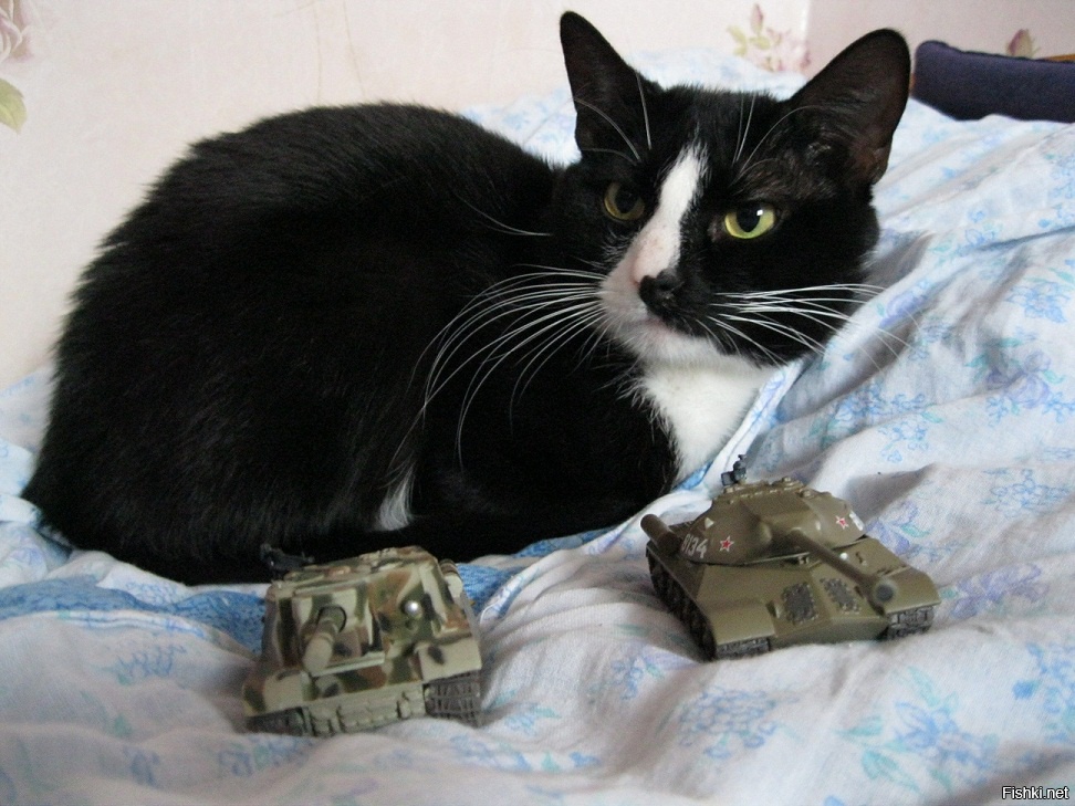 хм на моего Масика похож