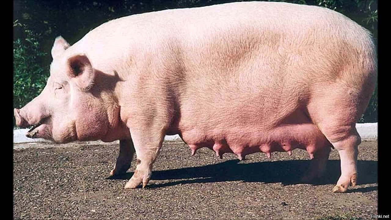 Вымя свиньи. Уржумская порода поросят. Крупная белая порода свиней. Латвийская белая порода свиней. Крупная белая порода.
