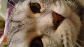 Необычные кошки