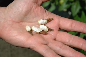 Самое причудливое существо, которое можно встретить на этой планете