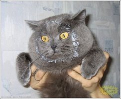 Необычные кошки