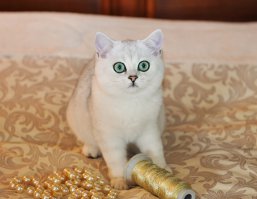 Необычные кошки