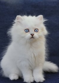 Необычные кошки