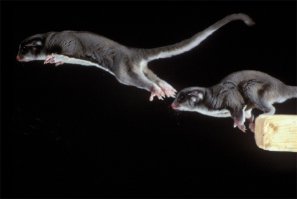 на ч/б фото - это не белка летяга...
это сахарная сумчатая летяга или сахарный поссум...))
жил у нас такой (фото)...милая зверюшка...