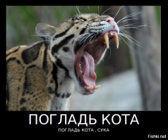 Дымчатый леопард