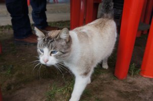 Случайный кот, встреченный в Мексике. )