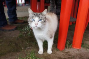 Случайный кот, встреченный в Мексике. )