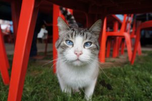 Случайный кот, встреченный в Мексике. )