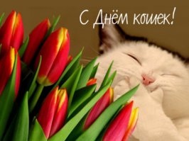 1 марта 2016 День кошек в России! 