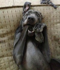 10 самых больших собак