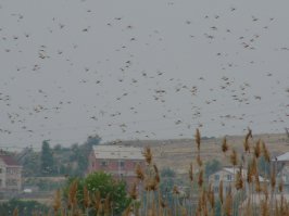 Без фотошопа!