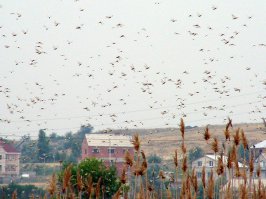 Без фотошопа!