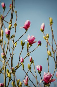 В Болгарии зацвела магнолия :)