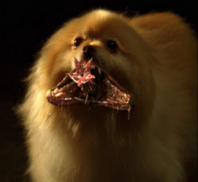 Чем-то напомнил. Хоть одна фотка с ним есть нормальная?