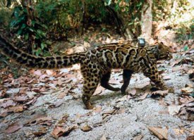 Харош!
А вот его сестрица, мраморная кошка -