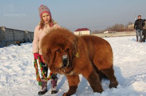 Вес взрослого тибетского мастифа находится в пределах от 60 до 80 кг. Рост 60-77 см
