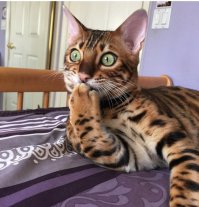 Пампасская кошка