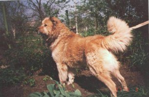 Наш "кавказец" - 85 см в холке, вес в лучшие годы выше 100 кг (взвешивали на складских весах для тары). Почти все его дети унаследовали папину стать