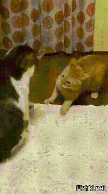 Из солянки от 29.02.2016