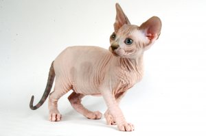 1 марта 2016 День кошек в России! 