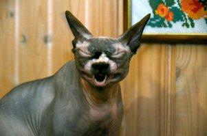 1 марта 2016 День кошек в России! 