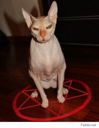 Кошка полюбила малыша еще до рождения и превратилась в отличную няньку 