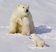 45 очаровательных полярных медвежат, отмечающих свой международный праздник
