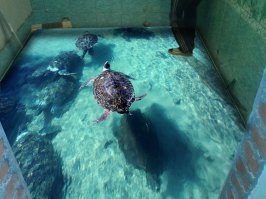 ... ничего царапаться не будет и не так уж это дорого :)
Этими составами делают так называемые 3D полы, поэтому если есть своя идея, реализовать ее достаточно просто :)