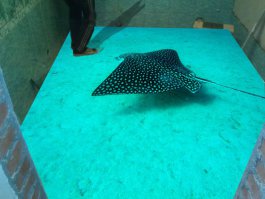 ... ничего царапаться не будет и не так уж это дорого :)
Этими составами делают так называемые 3D полы, поэтому если есть своя идея, реализовать ее достаточно просто :)