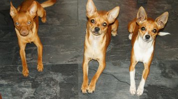 Винька(папа) Каська (доча) Жуля (мама)
Вот такая семейка живет у нас.