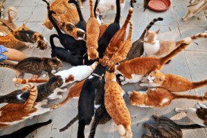 А теперь - все на корпоратив!!!