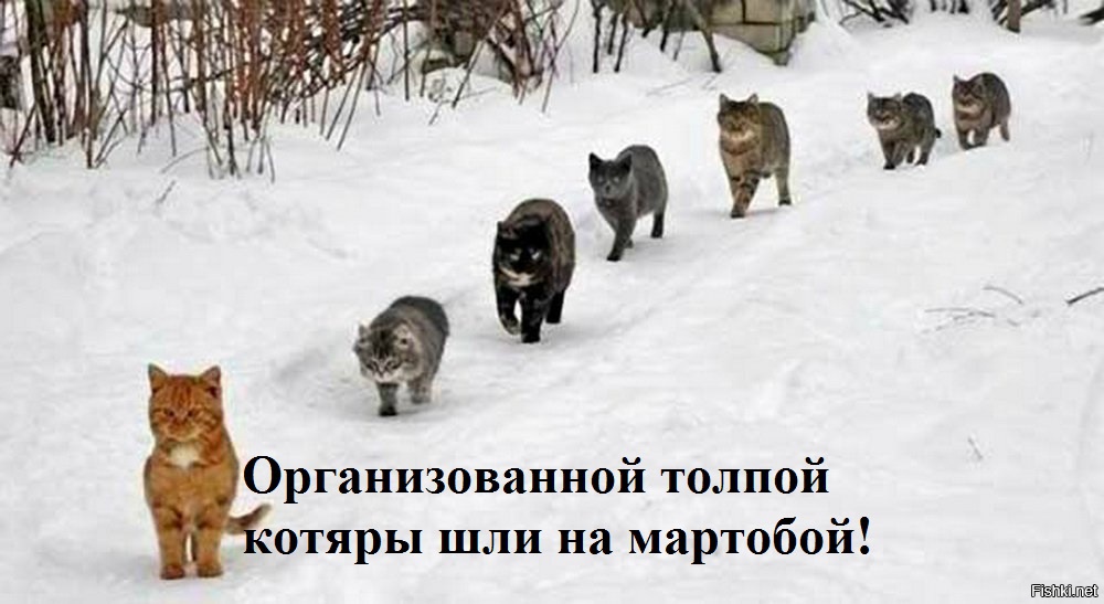 Уже март, а ему на всё Мур-Мур