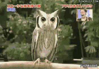 Из солянки от 01.03.2016