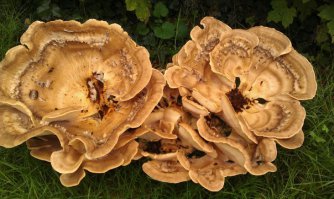 Странные грибы