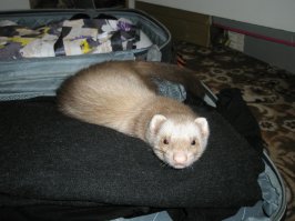 Вот моя красотка Ксюша, прожила с нами 8 лет, бегала по квартире свободно, ныкала носки в период гона и беременности, много приятных и светлых воспоминаний осталось о ней! если любить любое животное, то и оно отдавать будет тепло и ласку!