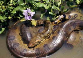 В тех водах самое главное, разыскивая еду, не стать едой для других.....