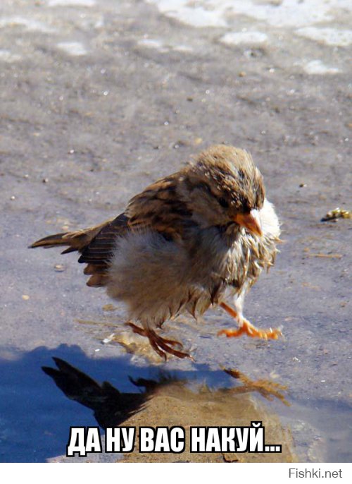 Воробушек обиделся