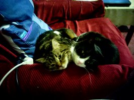 1 марта 2016 День кошек в России! 